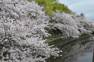 水路沿いに咲く満開の桜の写真