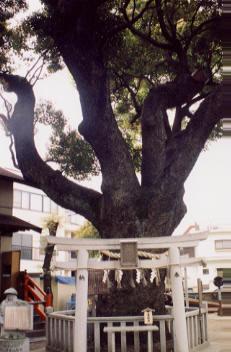 鳥居の後ろに柵で囲ってある八坂神社の巨大くすのきの写真