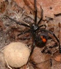 身体は黒色で背部に赤い模様のあるセアカゴケグモの写真