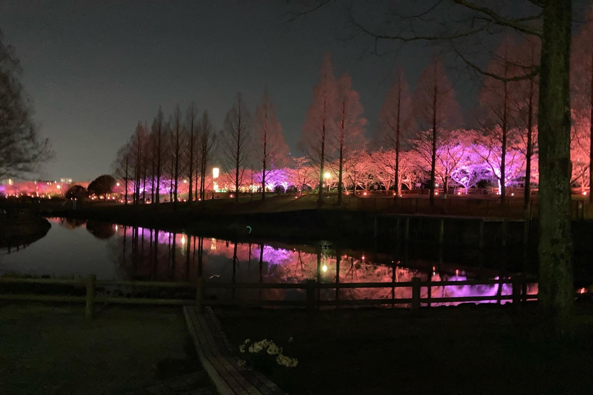 水面に映る桜
