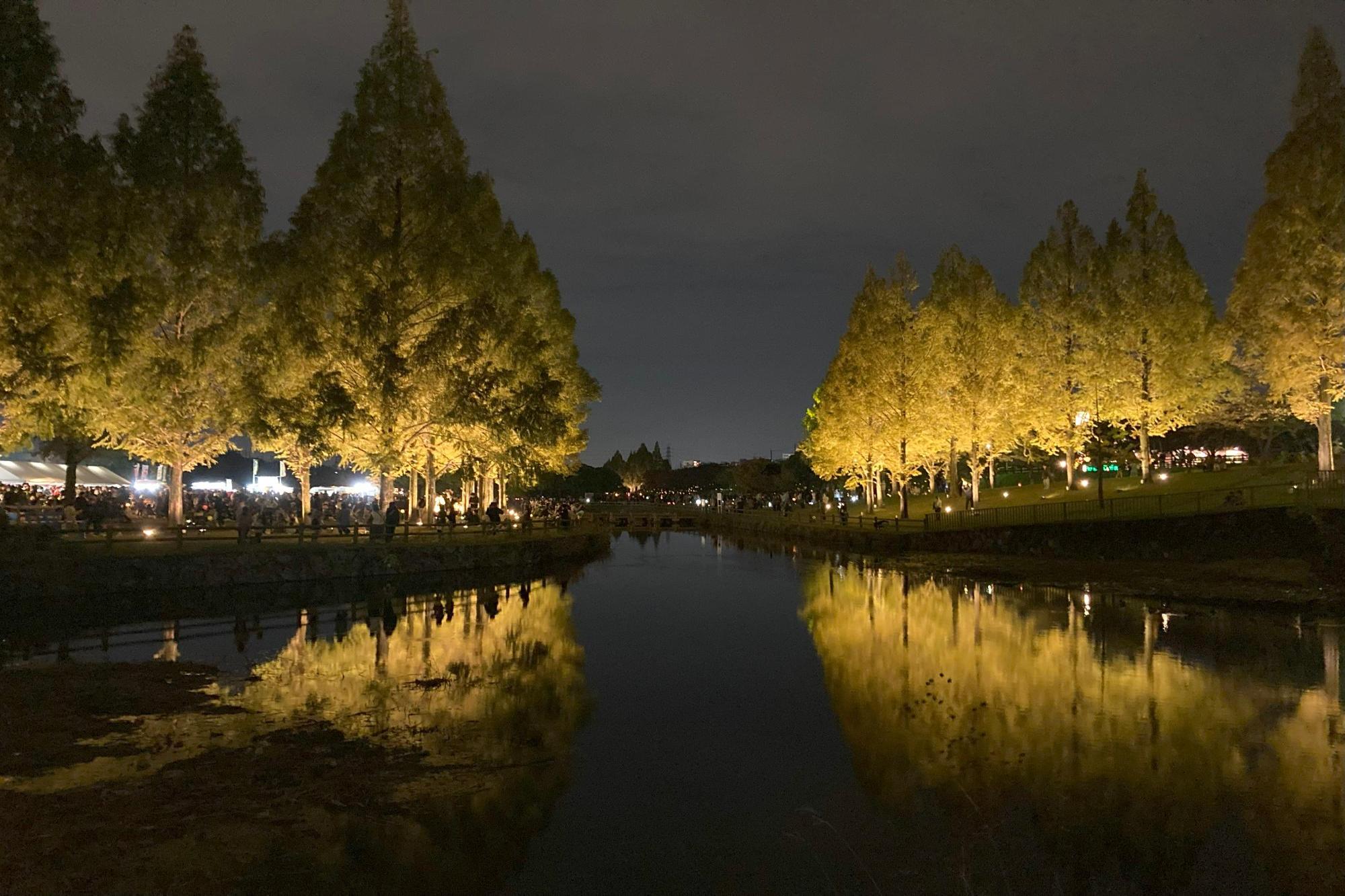 メタセコイアライトアップ