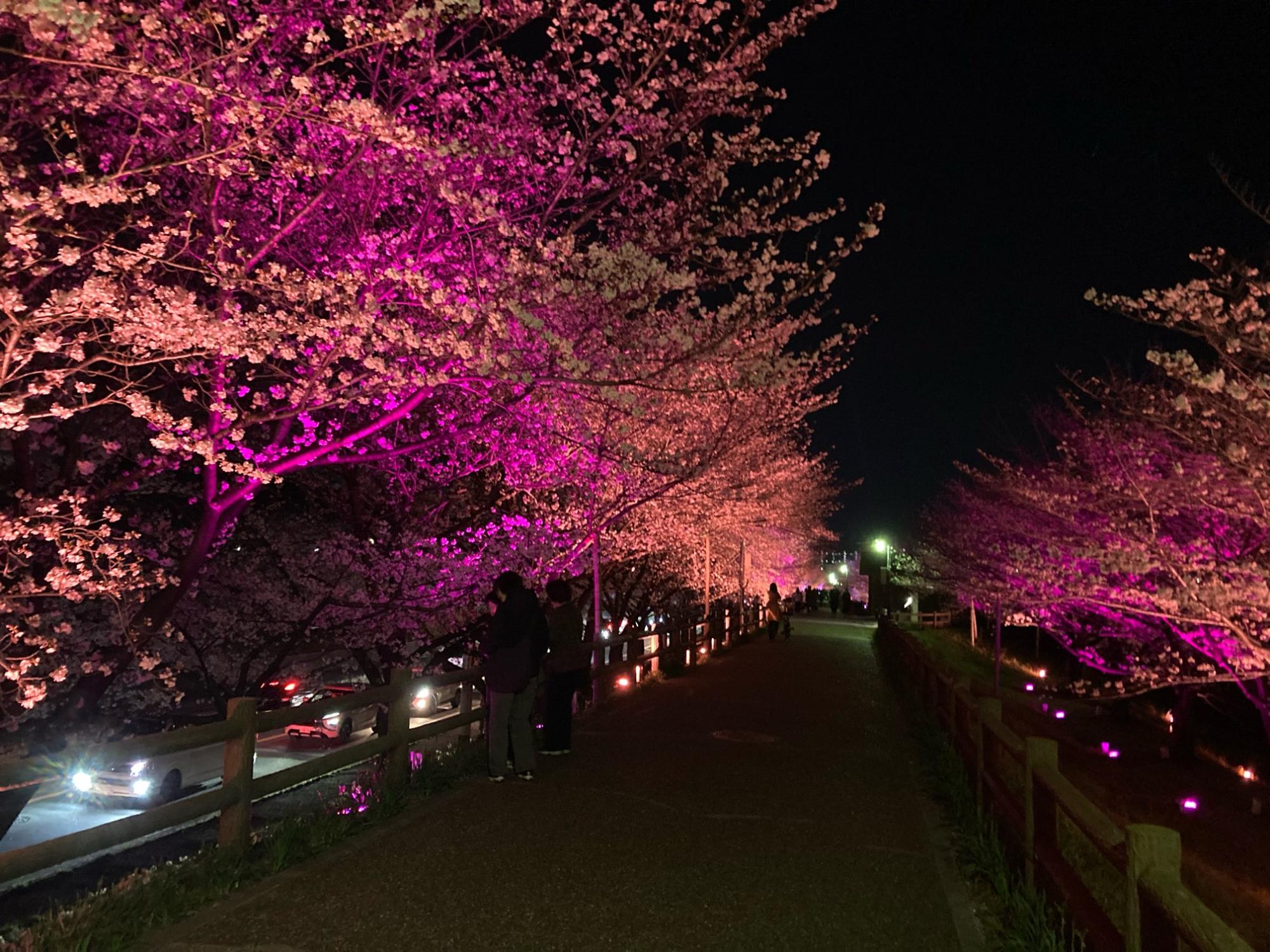 桜並木のライトアップ