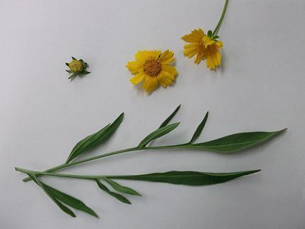 黄色いオオキンケイギクの花と葉っぱの写真