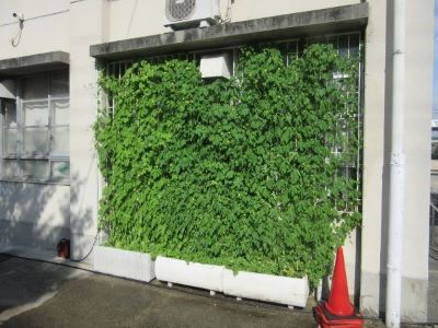 市立第二中学校のゴーヤの写真