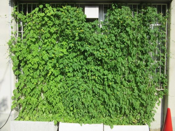 市立第二中学校のゴーヤの写真