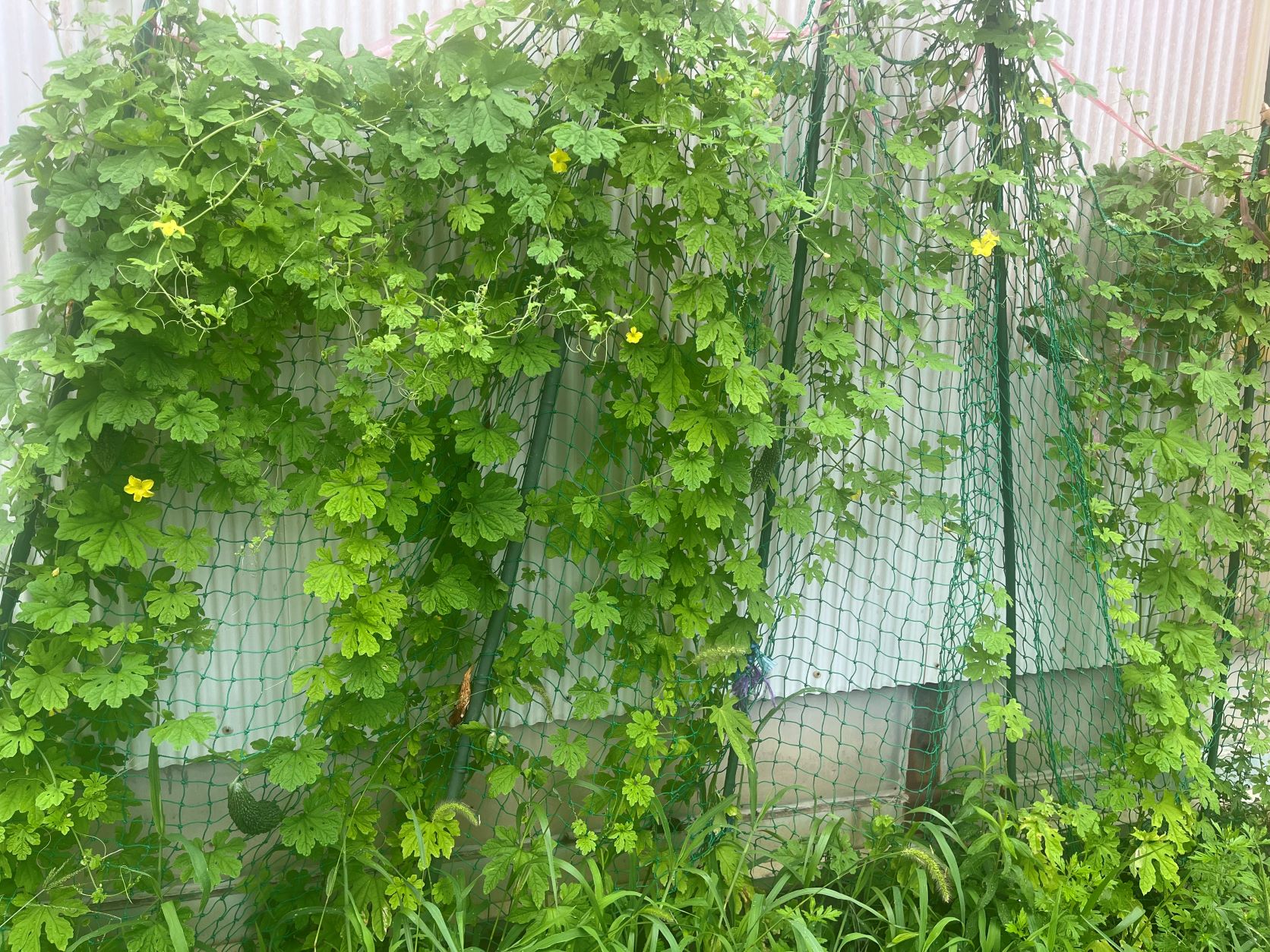 市立第六中学校のゴーヤの写真1