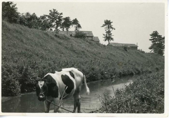 松並木が立つ堤防の川に1頭の牛が川に放牧されている白黒写真