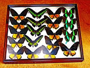 キシタアゲハなどが入った蝶の標本の写真