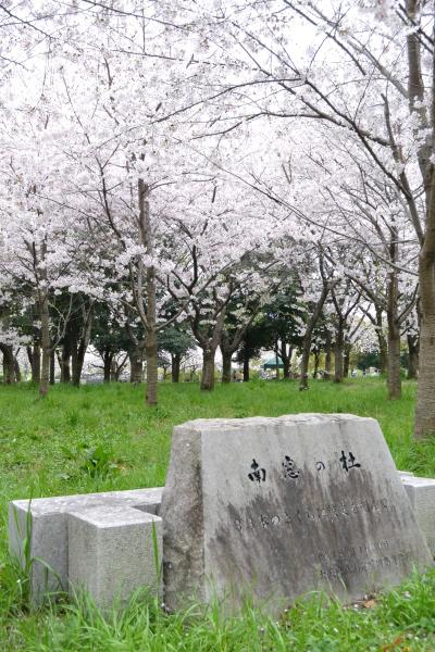 緑地に南窓の杜碑と書かれた石碑が建っており、後方に桜が満開に咲いている写真