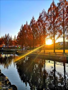 メタセコイアの並木道の奥から朝日が射し、池に反射して樹木が水面に映っている写真
