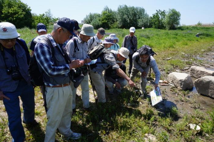 資料を見ながら地面に生えている草花を観察している寝屋川市自然を学ぶ会メンバーの写真