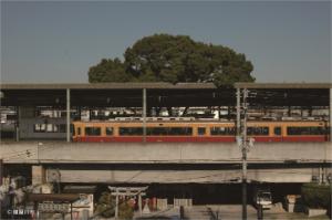 電車が停まっている萱島駅のホームの後ろに見える大きなくすのきの写真