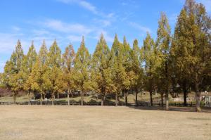 打上川治水緑地内に植えられたメタセコイアの並木道の写真