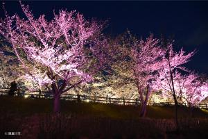 ピンク色にライトアップされた美しい桜並木の写真
