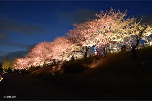 淡いオレンジ色にライトアップされた美しい桜並木の写真