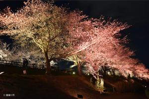淡いオレンジ色にライトアップされた夜の美しい桜並木の写真