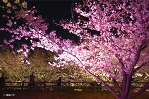 ピンク色にライトアップされた美しい夜桜の写真