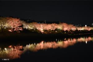淡いオレンジ色にライトアップされた美しい桜並木が池の水面に反射して映っている写真