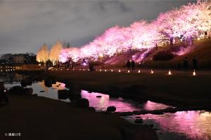 ピンク色にライトアップされた美しい桜並木が池の水面に映って光り輝いている写真