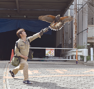 田中和博さんの手から空に大きく飛び立とうとしている鷹の写真