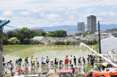 田んぼに一列に並び稲を植えている参加者の写真