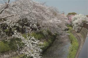 水路を上から覆うように枝が伸びて満開の桜の花が咲いている写真