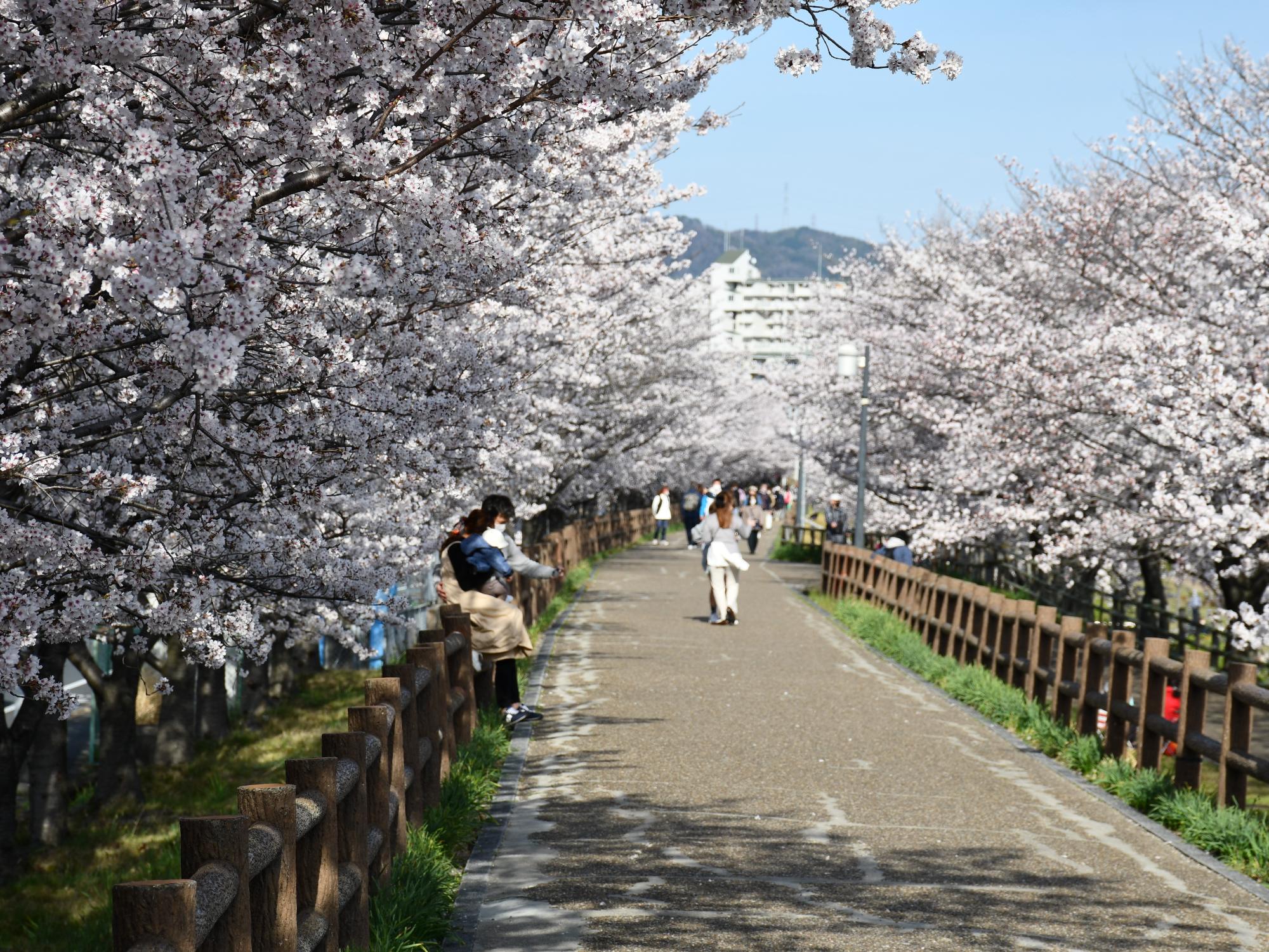 打上川治水緑地