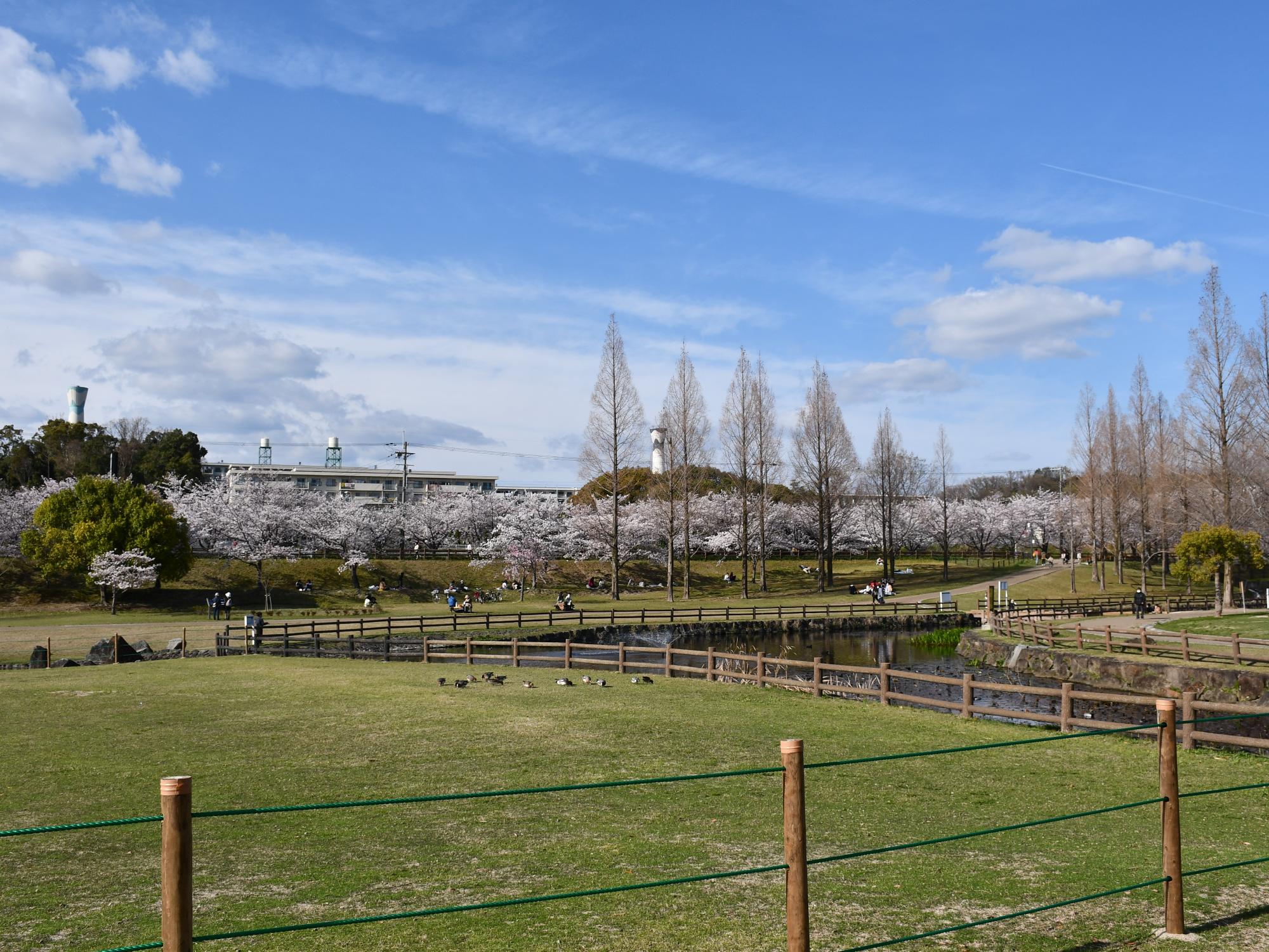 打上川治水緑地