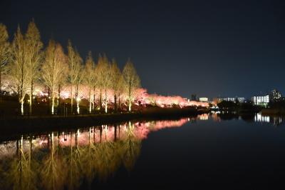 暗闇の打上川治水緑地の水面にライトアップされたピンク色の桜と木々の緑が綺麗に写っている写真