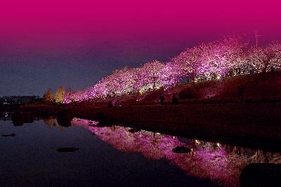 桜と光の舞い2025