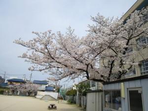 園庭にある桜が咲いている画像