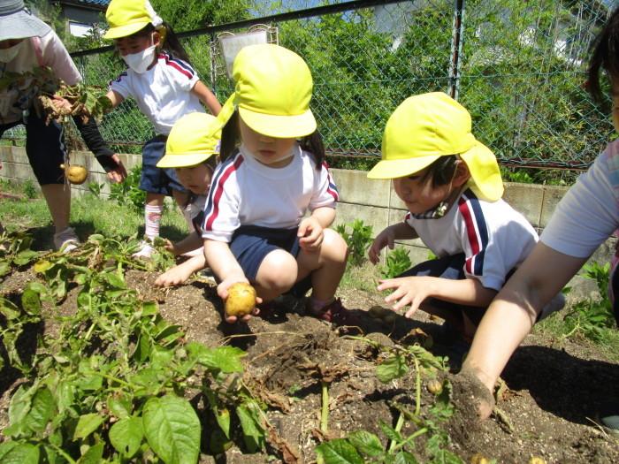 黄色い帽子を被った子供たちが畑のジャガイモを掘っている写真