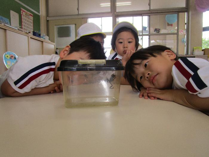 カエルの様子を観察する子どもの写真