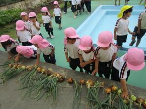 ピンク色の帽子を被った子供たちが収穫したたくさんの玉ねぎを見ている写真