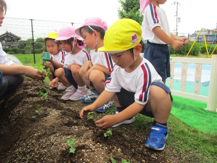 園の畑に枝豆を植えている子どもの写真