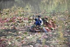 水草などが生い茂っている池の中に浮かべた小舟に乗った男性が、船を漕いでいる写真