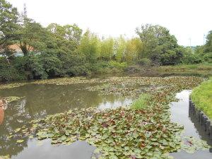 茶色く濁った水で水面に水草が浮いている山新池の写真