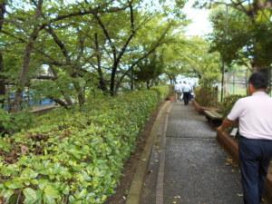 手入れされた植え込みや歩道沿いに木が植えられているわかくさ緑道の写真