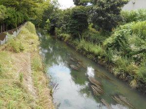 茶色く濁った水が流れて、水面に水草が浮いている友呂岐水路の写真