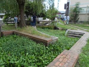 水面が水草でおおわれている公園内の水辺の写真