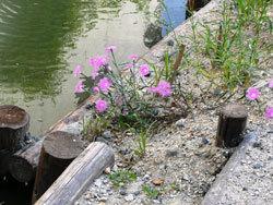 小川沿いに植え付けられた、ピンク色の小花が咲いているカワラナデシコの写真