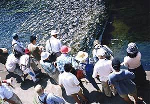岸から魚の観察をしている参加者たちの写真