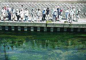 寝屋川市駅前の透き通ったきれいな水の河を岸から眺めている参加者の写真