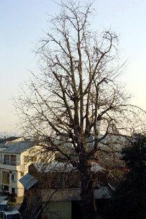 高台に立つ茨田樋門跡の横に残るイチョウの木の写真