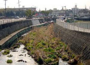土が盛られ植物が生えている川の中を橋から撮影した写真