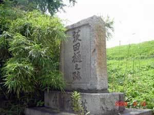 イチョウの木の横に建てられた、茨田樋之跡と縦に書かれた記念碑の写真