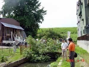 茨田の樋の左側にイチョウの木、奥に堤防、右側に住宅が建ち並んでいる写真
