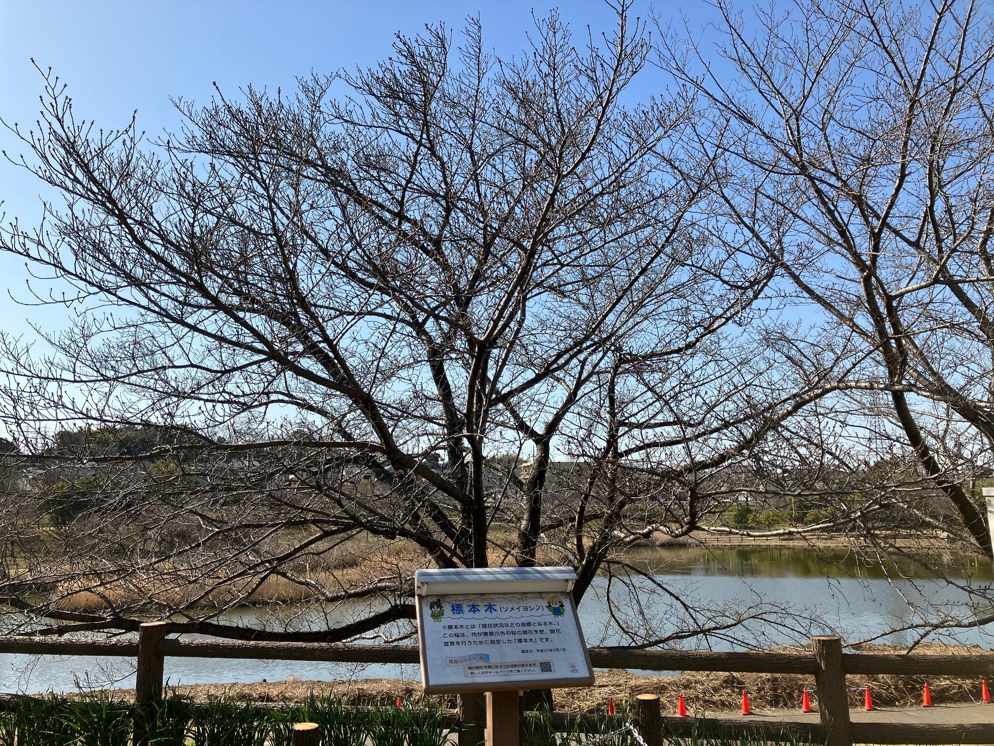 標本木