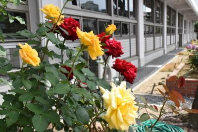 市役所庁舎の花壇の赤と黄色のバラの写真
