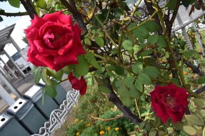 赤いバラをアップで写した写真